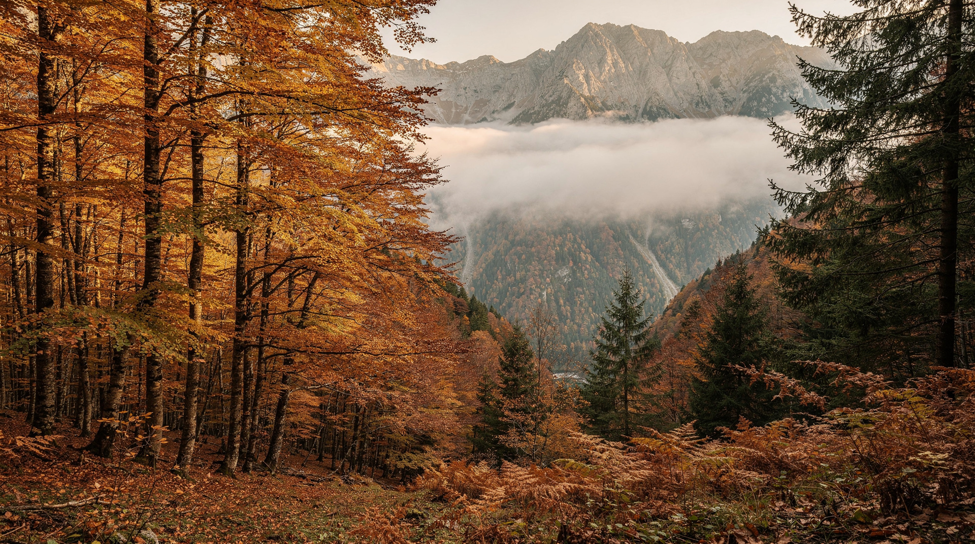 Autumn colours in Sutjeska — Bosnia's most dramatic season — Sutjeska in October is one of the Balkans' great autumn experiences: primeval fo